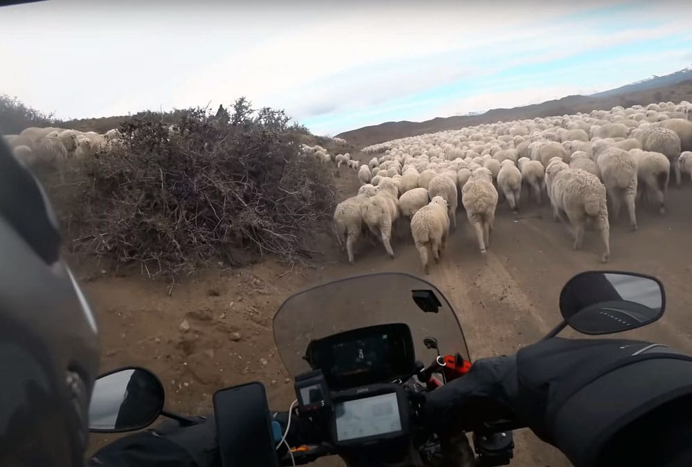 Long Way Up au milieu d'un troupeau de mouton