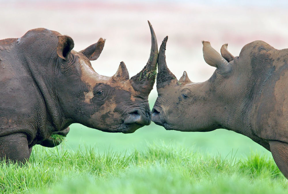 rhinocéros Afrique du Sud braconnage moto électrique